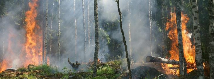Pożar w lesie
