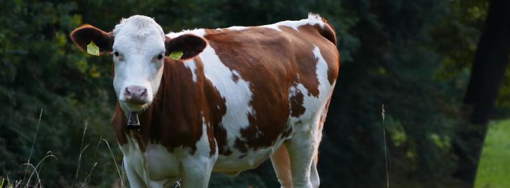 krowa na trawie